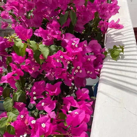 Διαμέρισμα Clara